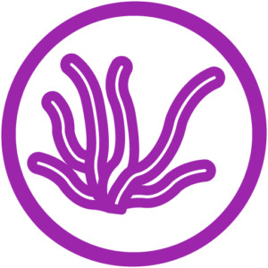 Espirulina